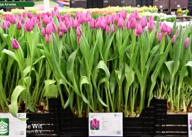 Tulipa Amedea ® (1)